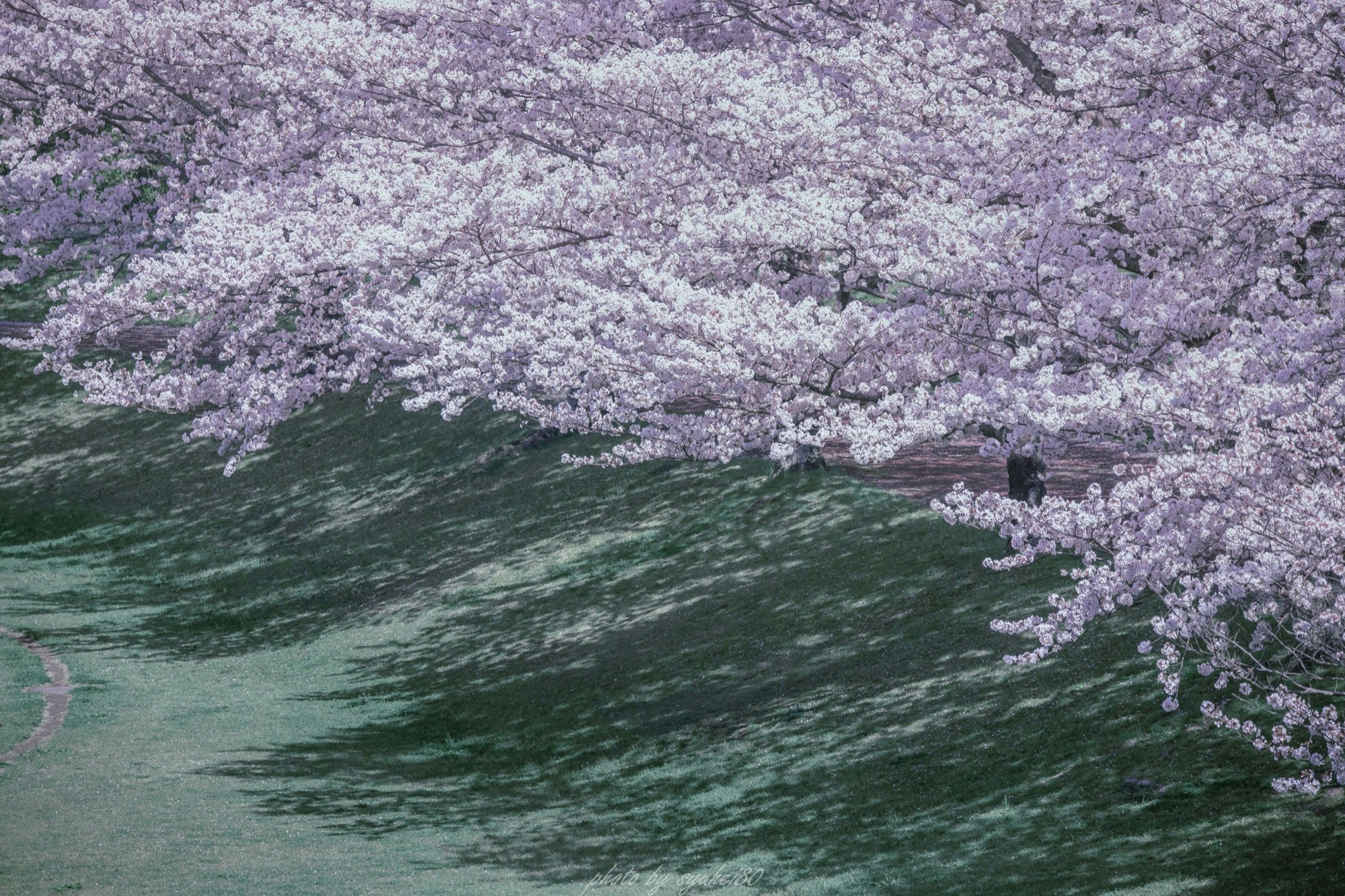 🏞️ 백화대 공원(햐카다이 코엔) 이미지 7